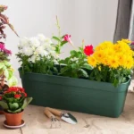 What Are the Best Plants to Enhance Your Outdoor Décor?