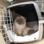 What Are the Best Smart Pet Gadgets for Keeping Your Pet Safe?