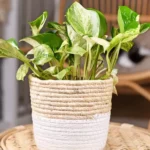 Quick Fixes for Common Houseplant Problems