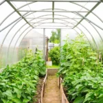 The Benefits of Seasonal Greenhouse Gardening