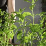 How Can You Grow Herbs Indoors All Year Round?