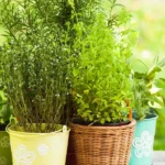 How to Build a Thriving Herb Garden at Home