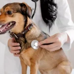 How Can You Improve Your Pet’s Overall Health and Wellness?