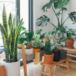 Top 10 Indoor Plants to Brighten Your Home