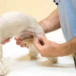 How to Keep Your Pet’s Joints and Bones Healthy Throughout Their Life