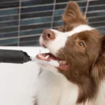 How to Maintain Your Pet’S Dental Health With Simple Practices