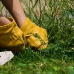 How Do You Manage Weeds Without Chemicals?