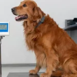 Tips for Managing Your Pet’s Weight and Avoiding Obesity