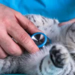 What Are the Most Popular Smart Pet Products for Pet Health Monitoring?