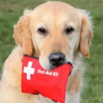 Best Outdoor Pet First Aid Kits: Be Prepared for Anything