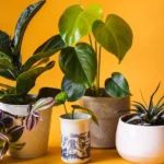 Choosing the Perfect Indoor Plant for Your Lifestyle