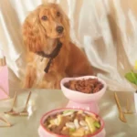 A Guide to Pet Wellness Plans and Their Benefits