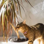 Which Plants Are Poisonous to Pets and Children?