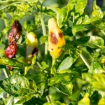 How Do You Prevent Plant Diseases Organically?