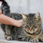 How Do You Protect Your Pet From Fleas, Ticks, and Other Parasites?