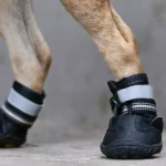 How Do You Protect Your Pet’s Paws on Rocky or Hot Surfaces Outdoors?