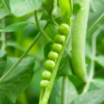 What Are Simple Cooking Tips for Spring Produce Like Peas?