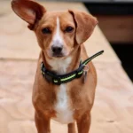 Smart Pet Collars: A New Way to Keep Your Pet Safe and Healthy