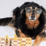 How Smart Pet Gadgets Are Changing the Way We Care for Our Pets