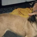 How Smart Pet Gadgets Are Helping Pet Owners Manage Health and Diet