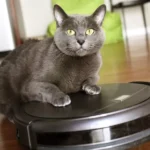 Why Every Pet Owner Should Consider Smart Pet Gadgets for Their Pet