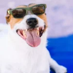 What Are the Best Smart Pet Products for Keeping Pets Active Indoors?