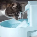How Do Smart Pet Water Fountains Improve Your Pet’s Hydration?