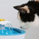 Smart Pet Water Fountains: Keeping Your Pet Hydrated All Day