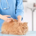 How Can You Support Your Pet’s Immune System?