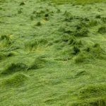 What Are the Best Tips for Lawn Care After Heavy Rains?