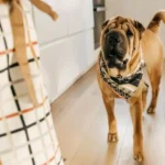 Understanding Pet Anxiety and How to Alleviate It