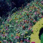 Easy Ways to Add Color to Your Garden Year-Round