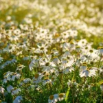 The Role of Focal Points in Garden Design