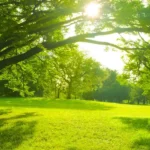 What Are the Key Elements of a Sustainable Garden?