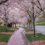 What Are the Most Creative Ways to Use Pathways in a Garden?