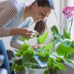 What Are the Common Mistakes in Indoor Gardening?