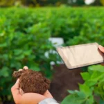 The Role of Soil Testing in Effective Lawn Care
