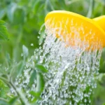 What Are the Best Ways to Water Plants While on Vacation?
