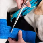 What Should You Do If Your Pet Gets Injured or Sick at Home?