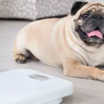 How Can You Tell If Your Pet Is Overweight and What to Do About It?