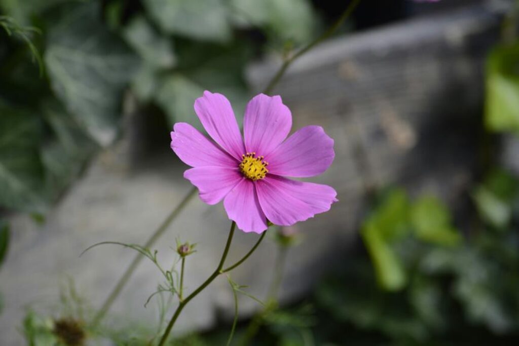 beauty in cultivating nature