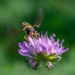 biodiversity essential for garden
