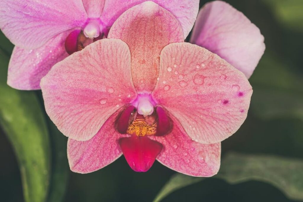 caring for exotic orchids