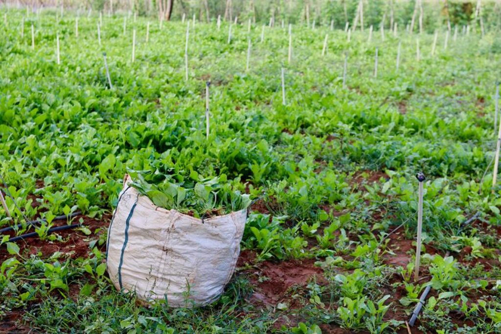 crop rotation benefits plants