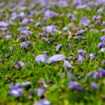 fall flowers for gardens