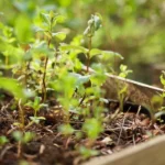 Caring for Plants During Your Busy Lifestyle