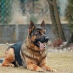 garden animal intrusion prevention