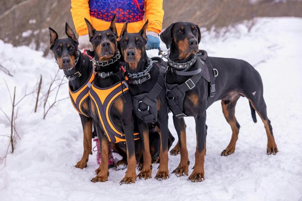 hiking gear for pets