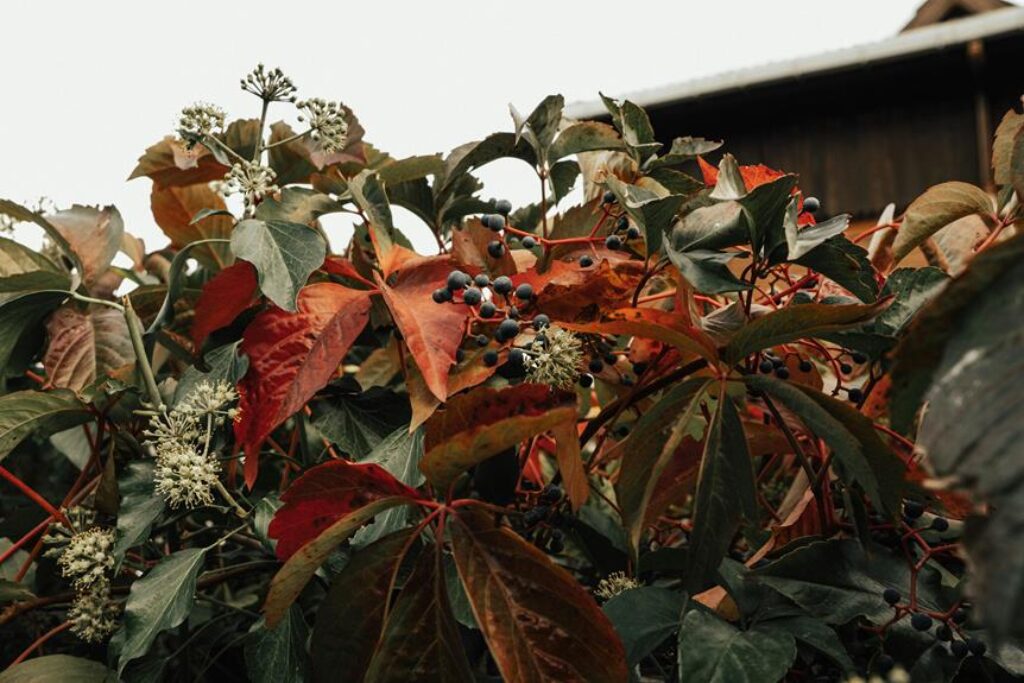 identifying poisonous plants guide