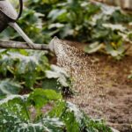 improving soil for plants